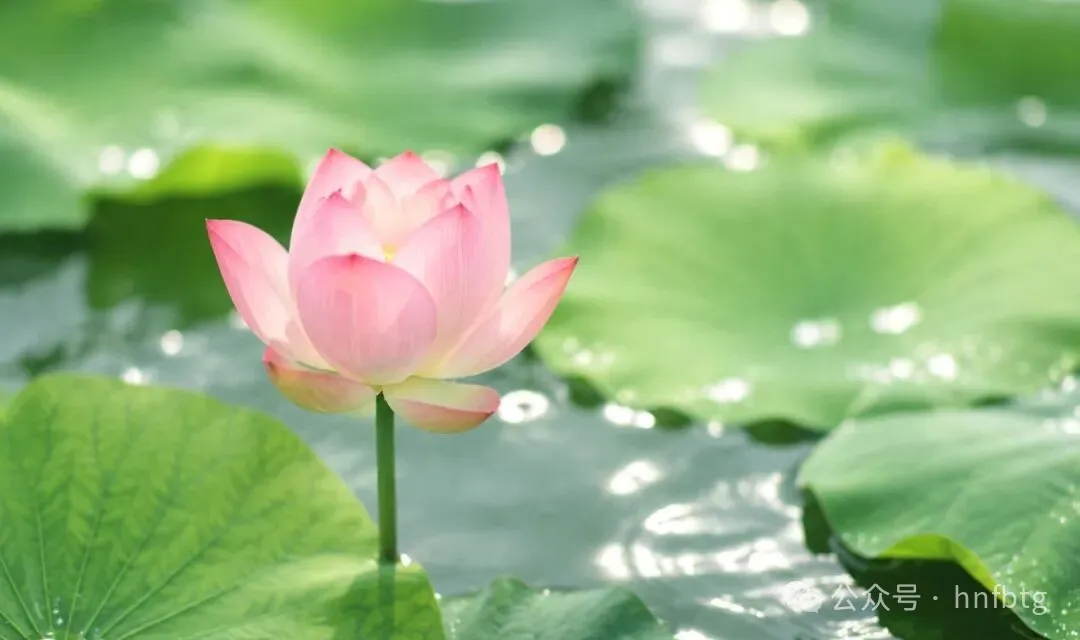 二十四节气｜大暑